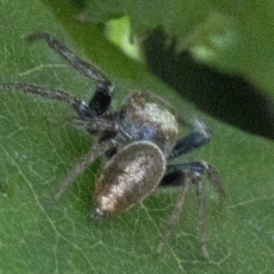 Opisthoncus sp. (genus) at Spence, ACT - 20 Oct 2019 05:00 PM