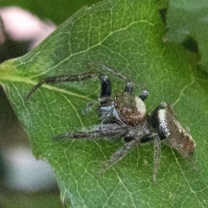 Opisthoncus sp. (genus) at Spence, ACT - 20 Oct 2019 05:00 PM