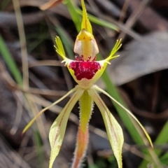 Caladenia parva at Brindabella, NSW - 20 Oct 2019