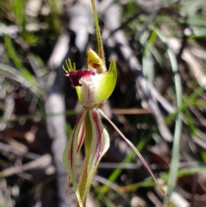 Caladenia parva at Brindabella, NSW - 20 Oct 2019