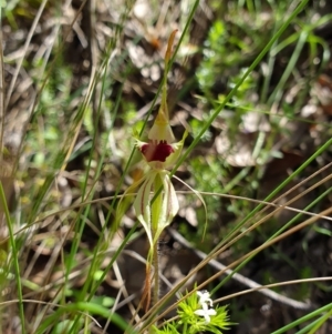 Caladenia parva at Brindabella, NSW - 20 Oct 2019