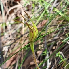 Caladenia parva at Brindabella, NSW - 20 Oct 2019