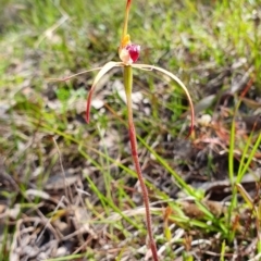 Caladenia orestes at suppressed - 20 Oct 2019