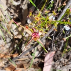 Caladenia orestes at suppressed - 20 Oct 2019