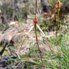 Caladenia orestes at suppressed - 20 Oct 2019