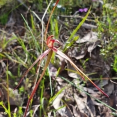 Caladenia orestes at suppressed - 20 Oct 2019