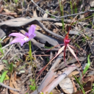 Caladenia orestes at suppressed - 20 Oct 2019