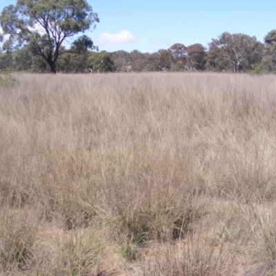 Eragrostis curvula (African Lovegrass) at Pialligo, ACT - 9 Oct 2019 by MichaelMulvaney