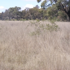 Eragrostis curvula at Pialligo, ACT - 9 Oct 2019