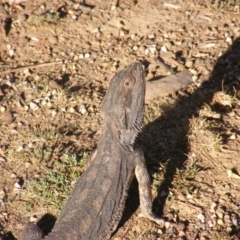 Pogona barbata (Eastern Bearded Dragon) at Federal Golf Course - 20 Oct 2019 by MichaelMulvaney