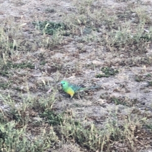 Psephotus haematonotus at Forde, ACT - 20 Oct 2019