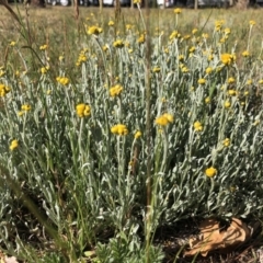 Chrysocephalum apiculatum (Common Everlasting) at Reid, ACT - 19 Oct 2019 by JasonC