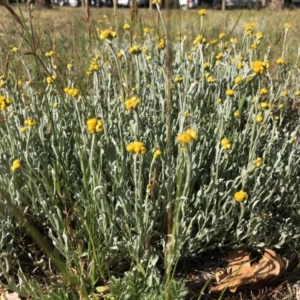 Chrysocephalum apiculatum at Reid, ACT - 19 Oct 2019 09:06 AM