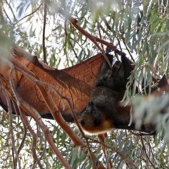 Pteropus poliocephalus (Grey-headed Flying-fox) at Macarthur, ACT - 20 Oct 2019 by RodDeb