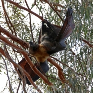 Pteropus poliocephalus at Macarthur, ACT - 20 Oct 2019