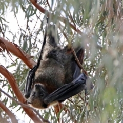 Pteropus poliocephalus at Macarthur, ACT - 20 Oct 2019