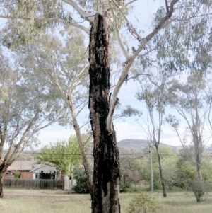 Callocephalon fimbriatum at Garran, ACT - suppressed