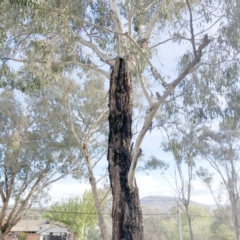 Callocephalon fimbriatum at Garran, ACT - suppressed