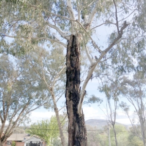 Callocephalon fimbriatum at Garran, ACT - suppressed