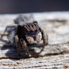 Maratus vespertilio (Bat-like peacock spider) at Lyons, ACT - 19 Oct 2019 by Laserchemisty