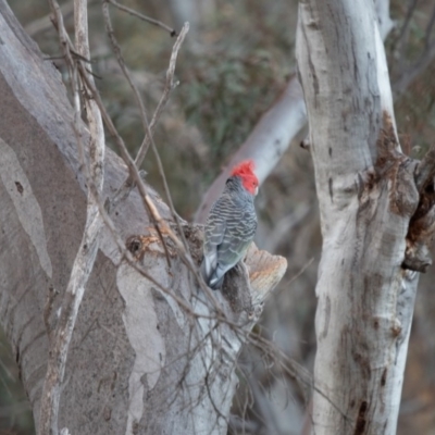 Callocephalon fimbriatum (Gang-gang Cockatoo) at Acton, ACT - 20 Oct 2019 by robynkirrily