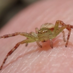 Lehtinelagia prasina (Leek-green flower spider) at Lyons, ACT - 19 Oct 2019 by Laserchemisty