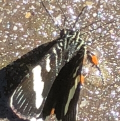 Phalaenoides glycinae at Monash, ACT - 20 Oct 2019