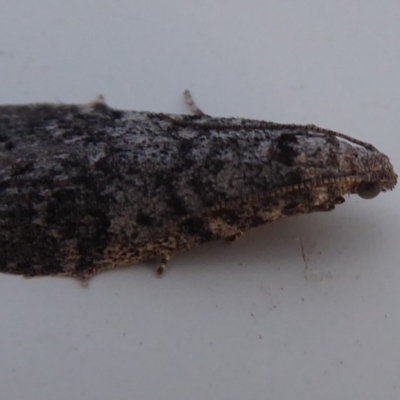 Heteromicta pachytera (Galleriinae subfamily moth) at Jerrabomberra Wetlands - 20 Oct 2019 by Christine