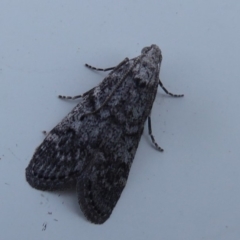 Heteromicta pachytera at Fyshwick, ACT - 20 Oct 2019 07:17 PM