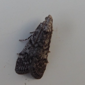 Heteromicta pachytera at Fyshwick, ACT - 20 Oct 2019 07:17 PM