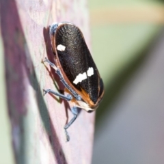 Eurymela fenestrata (Gum tree leafhopper) at Hawker, ACT - 19 Oct 2019 by AlisonMilton