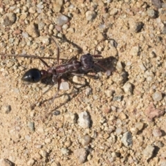 Myrmecia sp. (genus) (Bull ant or Jack Jumper) at The Pinnacle - 19 Oct 2019 by AlisonMilton