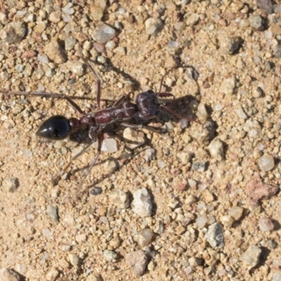 Myrmecia sp. (genus) (Bull ant or Jack Jumper) at Dunlop, ACT - 20 Oct 2019 by AlisonMilton