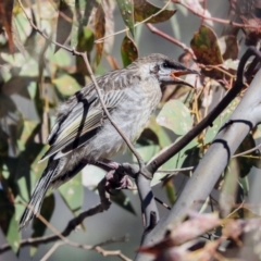 Anthochaera carunculata (Red Wattlebird) at The Pinnacle - 20 Oct 2019 by AlisonMilton