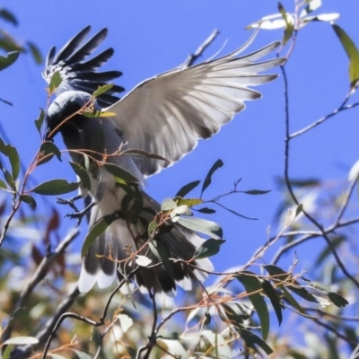 Coracina novaehollandiae (Black-faced Cuckooshrike) at Dunlop, ACT - 20 Oct 2019 by Alison Milton