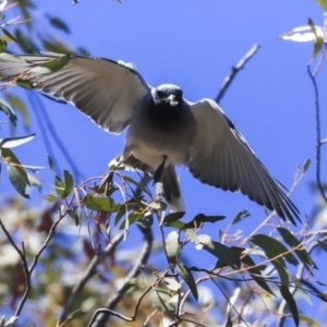 Coracina novaehollandiae at Dunlop, ACT - 20 Oct 2019