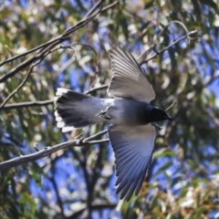 Coracina novaehollandiae at Dunlop, ACT - 20 Oct 2019