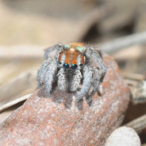 Maratus calcitrans at Collector, NSW - 20 Oct 2019