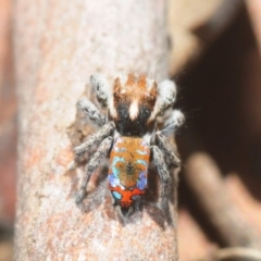 Maratus calcitrans at Collector, NSW - 20 Oct 2019