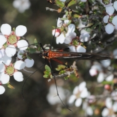 Harpobittacus australis at Gundaroo, NSW - 20 Oct 2019