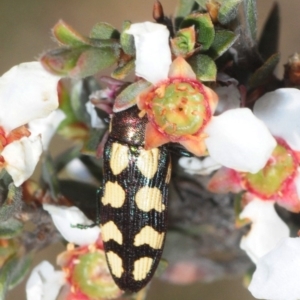 Castiarina decemmaculata at Gundaroo, NSW - 20 Oct 2019 09:59 AM