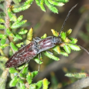 Paracrepidomenus filiformis at Wombeyan Caves, NSW - 20 Oct 2019