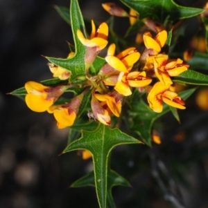 Podolobium ilicifolium at Bannaby, NSW - 20 Oct 2019 04:01 PM