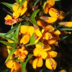 Podolobium ilicifolium at Bannaby, NSW - 20 Oct 2019 04:01 PM