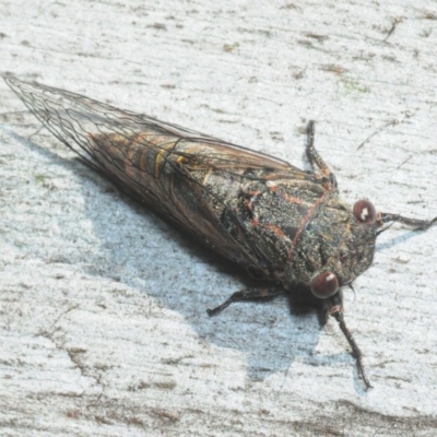 Atrapsalta furcilla (Southern Mountain Squeaker) at Wombeyan Caves, NSW - 20 Oct 2019 by Harrisi