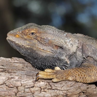 Pogona barbata (Eastern Bearded Dragon) at Acton, ACT - 18 Oct 2019 by TimL