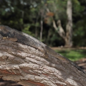 Pogona barbata at Acton, ACT - suppressed