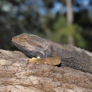 Pogona barbata at Acton, ACT - suppressed