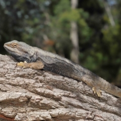 Pogona barbata at Acton, ACT - suppressed