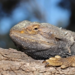 Pogona barbata at Acton, ACT - suppressed